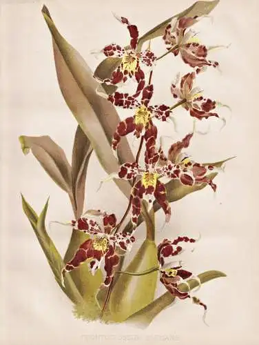 Odontoglossum Elegans - orchid orchids Orchidee / South America Amerika Mexico Mexiko India Indien / flowers B