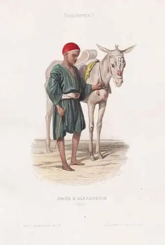 Anier d'Alexandrie (Egypte) - Egyptian boy Alexandria / Esel donkey / Egypt Ägypten / costume Tracht costumes