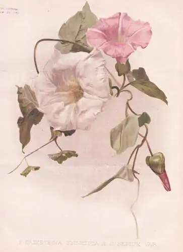 1. Calystegia Sylvatica / 2. Sepium var. - Zaunwinde heavenly trumpets Winde bugle vine Winden / flowers Blume