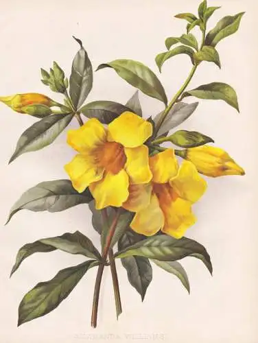 Allamanda Williamsi - Goldtrompete trumpetvine / Brasil Brazil Brasilien / flowers Blumen flower Blume / botan