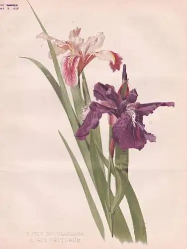 1. Iris Douglasiana / 2. Iris Tectorum - Schwertlilie Schwertlilien / flowers Blumen flower Blume / botanical