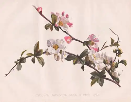 1. Cydonia Japonica Alba / 2. Pink var. - Chaenomeles japonica / Japan / Japanische Zierquitte Quitte Japanese