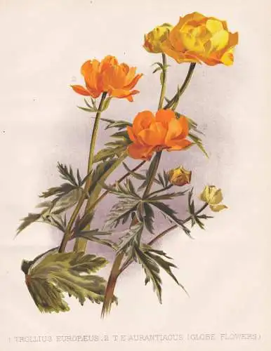 1. Trollius Europaeus / 2. T.E. Aurantiacus (Globe FLowers) - Trollblume globeflower / Europe Europa Russia Ru