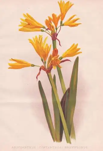 Anoiganthus (Cyrtanthus) Breviflorus - South Africa Südafrika / flowers Blumen flower Blume / botanical Botan