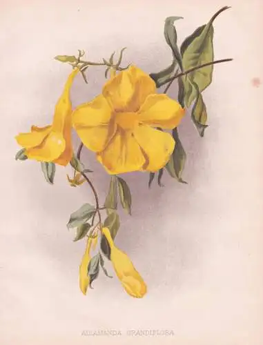 Allamanda Grandiflora - Goldtrompete trumpetvine / Brasil Brazil Brasilien / flowers Blumen flower Blume / bot