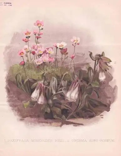1. Saxifraga Muscoides Rhei / 2. Onosma Albo-Roseum - Steinbrech meadow Türkische Lotwurz saxifrage / flowers