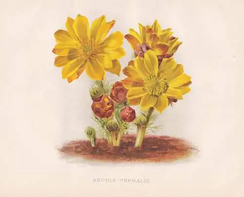 Adonis Vernalis - Frühlings-Adonisröschen pheasant's eye / Eurasia / flowers Blumen flower Blume / botanical