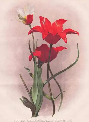 1. Tulipa Kolpakowskiana / 2. T. Leichtlini - Tulpe Kolpakowsky's tulip / China Asia Asien / flowers Blumen fl