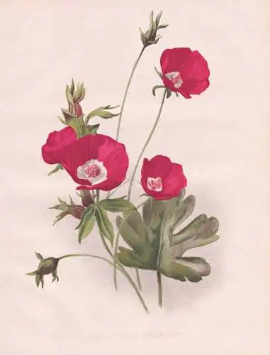 Callirhoe Papaver - Purpurne Mohnmalve poppy-mallow / Mexiko Mexico / flowers Blumen flower Blume / botanical