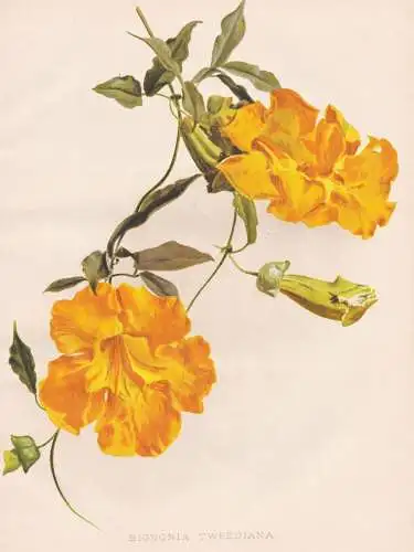 Bignonia Tweediana - Klettertrompete trumpet vine / Argentina Argentinien / flowers Blumen flower Blume / bota