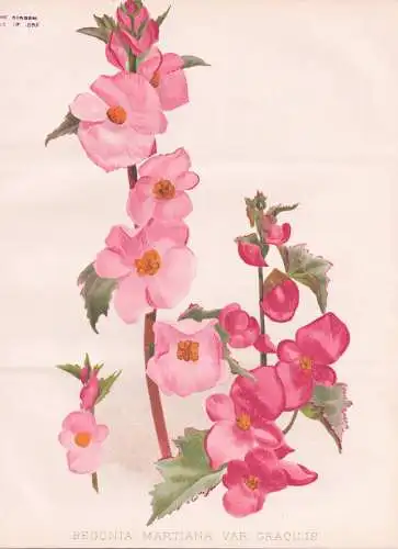 Begonia Martiana var. Gracilis - Begonie Begonien / Mexico Mexiko / flowers Blumen flower Blume / botanical Bo