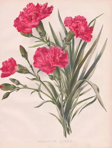 Carnation Queen - Nelke carnation Nelken Dianthus / flowers Blumen flower Blume / botanical Botanik Botany / P
