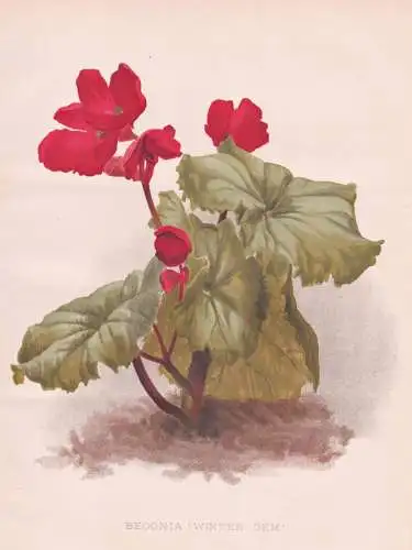 Begonia 'Winter Gem' - Begonie Begonien / flowers Blumen flower Blume / botanical Botanik Botany / Pflanze pla
