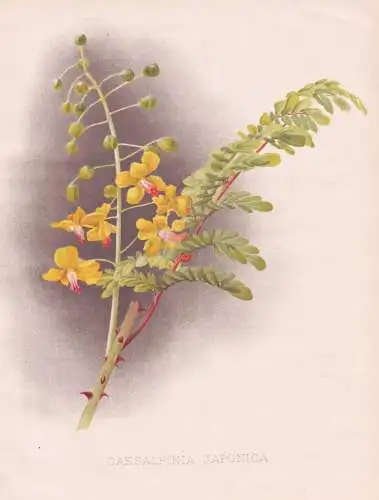 Caesalpinia Japonica - Caesalpinien / Japan China / flowers Blumen flower Blume / botanical Botanik Botany / P