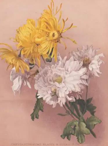 Chrysanthemums Elaine & Soleol d'OR - Chrysanthemen chrysanths mums / flowers Blumen flower Blume / botanical