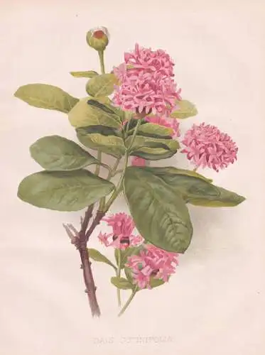 Dais Cotinifolia - Pomponbaum pompom tree / flowers Blumen flower Blume / botanical Botanik Botany / Pflanze p