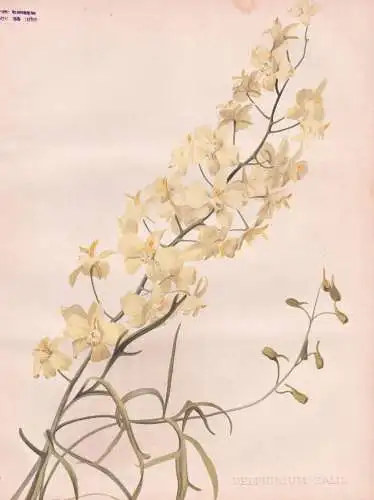 Delphinium Zalil - Rittersporn larkspur Rittersporne / flowers Blumen flower Blume / botanical Botanik Botany