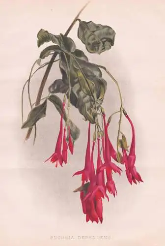 Fuchsia Dependens - Fuchsien / Amerika America / flowers Blumen flower Blume / botanical Botanik Botany / Pfla