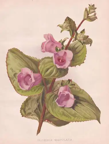Gloxinia Maculata - Gloxinie Canterbury bells / South America / flowers Blumen flower Blume / botanical Botani