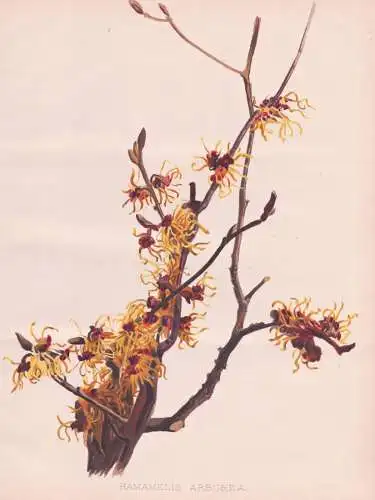 Hamamelis Arborea - Witch-hazel Zaubernuss / flowers Blumen flower Blume / botanical Botanik Botany / Pflanze