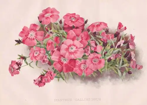 Dianthus Callizonus - Nelke carnation Nelken / Transylvania Transylvanien / flowers Blumen flower Blume / bota