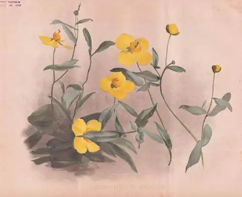 Dendromecon Rigidum - bush poppy / California Kalifornien / flowers Blumen flower Blume / botanical Botanik Bo