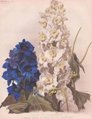 Group of Delphiniums: 1. True Blue / 2. Beauty of Langport - Rittersporn larkspur Rittersporne / flowers Blume