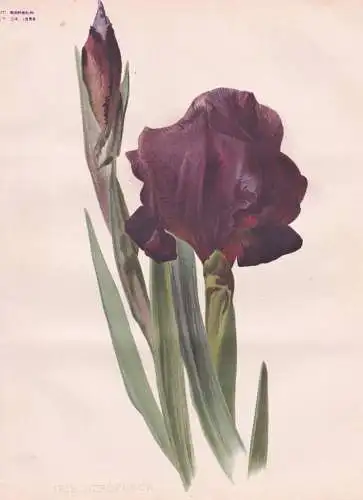 Iris Atrofusca - Schwertlilie Schwertlilien / flowers Blumen flower Blume / botanical Botanik Botany / Pflanze