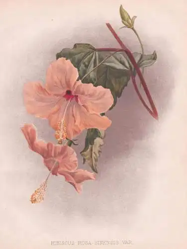 Hibiscus Rosa-Sinensis - Hibiskus Chinesischer Roseneibisch Eibisch / China / flowers Blumen flower Blume / bo