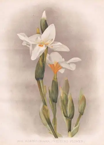 Iris Robinsoniana (Wedding Flower) - Lord Howe wedding lily / Australia Australien / flowers Blumen flower Blu