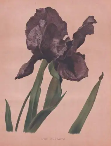 Iris Susiana - mourning iris Traueriris Schwertlilie Schwertlilien / flowers Blumen flower Blume / botanical B