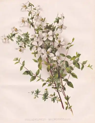Philadelphus Microphyllus - Pfeifenstrauch Sommerjasmin English dogwood / flowers Blumen flower Blume / botani