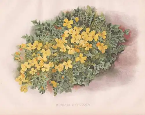 Morisia Hypogaea - Korsika Corsica Sardinien Sardinia / flowers Blumen flower Blume / botanical Botanik Botany