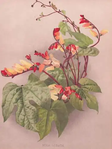 Mina Lobata - Ipomoea lobata fire vine Sternwinde / Mexico Mexiko / flowers Blumen flower Blume / botanical Bo