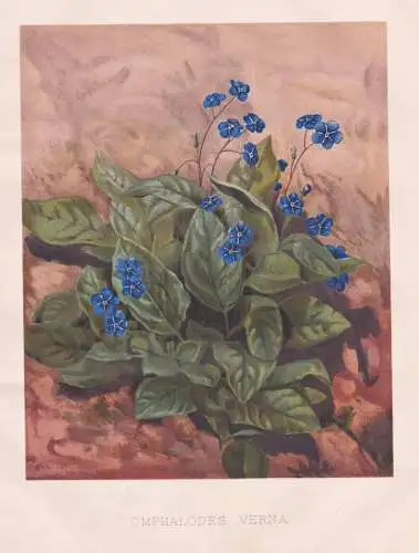 Omphalodes Verna - Gedenkemein Vergissmeinnicht creeping navelwort Frühlings-Nabelnüsschen / flowers Blumen