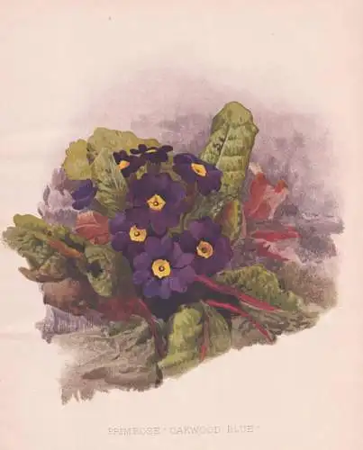 Primrose 'Oakwood Blue' - Primel primrose Primula / flowers Blumen flower Blume / botanical Botanik Botany / P