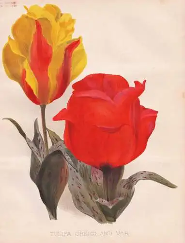 Tulipa Greigi and Var. - Tulpe tulip / flowers Blumen flower Blume / botanical Botanik Botany / Pflanze plant