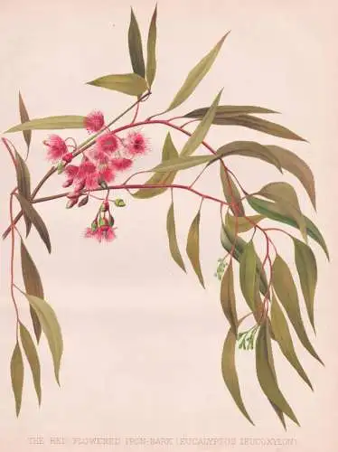 The red flowered Iron-Bark (Eucalyptus Leucoxylon) - Gummi-Eukalyptus / Australia Australien / flowers Blumen