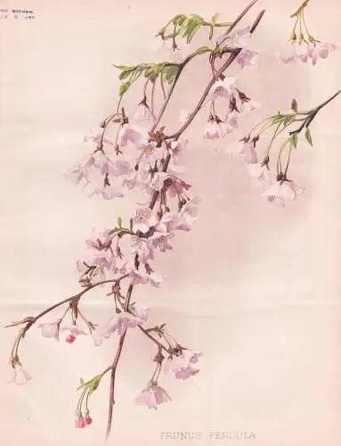 Prunus Pendula - Higan-Kirsche Zierkirschen Winterkirsche / flowers Blumen flower Blume / botanical Botanik Bo