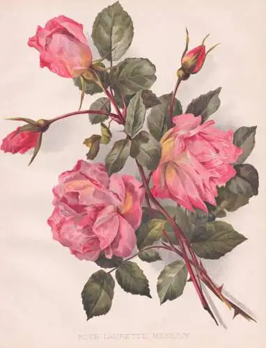 Rose Laurette Messimy - Rose Rosen roses Rosa / flowers Blumen flower Blume / botanical Botanik Botany / Pflan