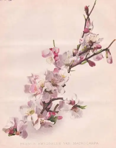 Prunus Amygdalus var Macrocarpa - Mandeln Almond Mandelbaum Mandelbäumchen / flowers Blumen flower Blume / bo