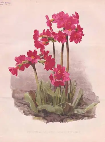 Primula Rosea Grandiflora - Primel primrose / flowers Blumen flower Blume / botanical Botanik Botany / Pflanze
