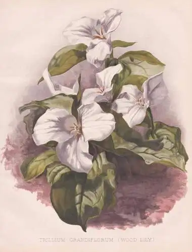 Trillium Grandiflorum (Wood Lily) - Großblütige Waldlilie white wake-robin / Nordamerika North America / flo