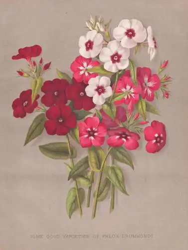 Some Good Varieties of Phlox Drummondi - Phlox Flammenblumen / flowers Blumen flower Blume / botanical Botanik