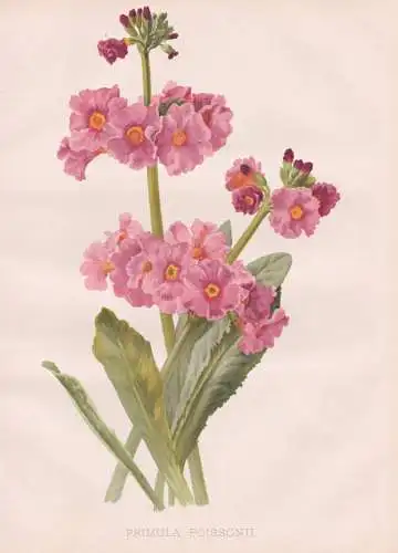 Primula Poissonii - Primel primrose Primula / flowers Blumen flower Blume / botanical Botanik Botany / Pflanze