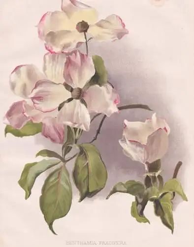 Benthamia Fragifera - Bentham's cornel evergreen dogwood / Himalaya / flowers Blumen flower Blume / botanical
