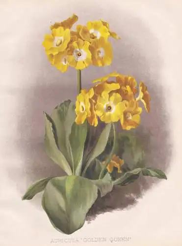 Auricula 'Golden Queen' - Aurikel mountain cowslip Primel primrose / flowers Blumen flower Blume / botanical B