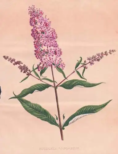 Buddleia Variabilis - Schmetterlingsflieder summer lilac, butterfly-bush / flowers Blumen flower Blume / botan