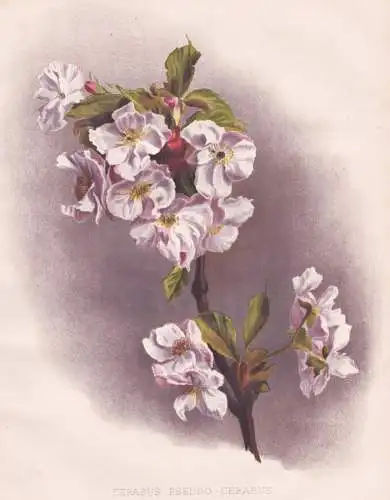 Cerasus Pseudo-Cerasus - Chinese sour cherry / flowers Blumen flower Blume / botanical Botanik Botany / Pflanz