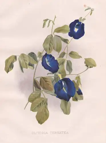 Clitoria Ternatea - Blaue Klitorie Asian pigeonwings blue pea / Asia Asien Vietnam / flowers Blumen flower Blu